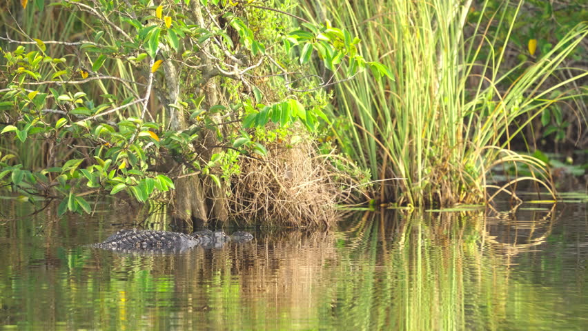 Alligator Turning Around in Water