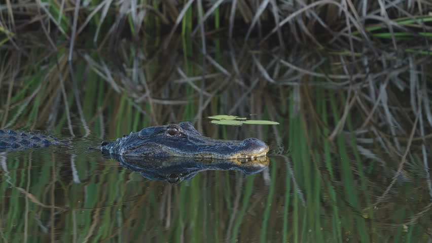 Alligator Slowly Moving Across Water with Teeth Showing