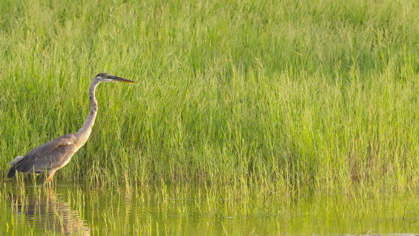 Great Blue Heron Walking Across Water