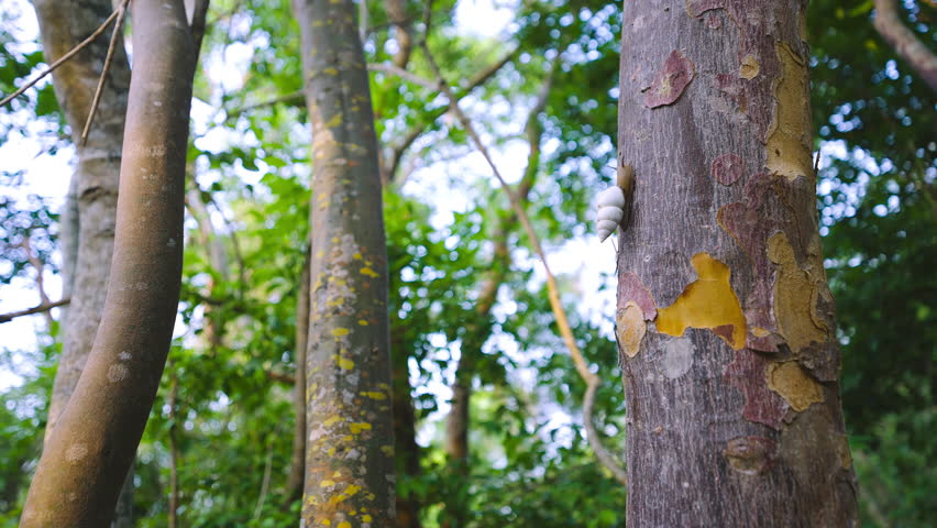 Snail Climbing Gumbo Limbo Tree