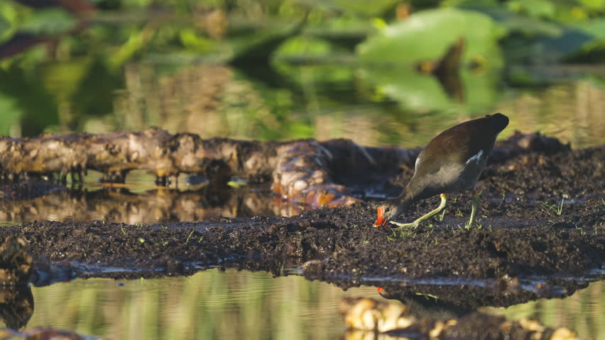 Gallinule Bird Feeding by Moving Soil in Pond