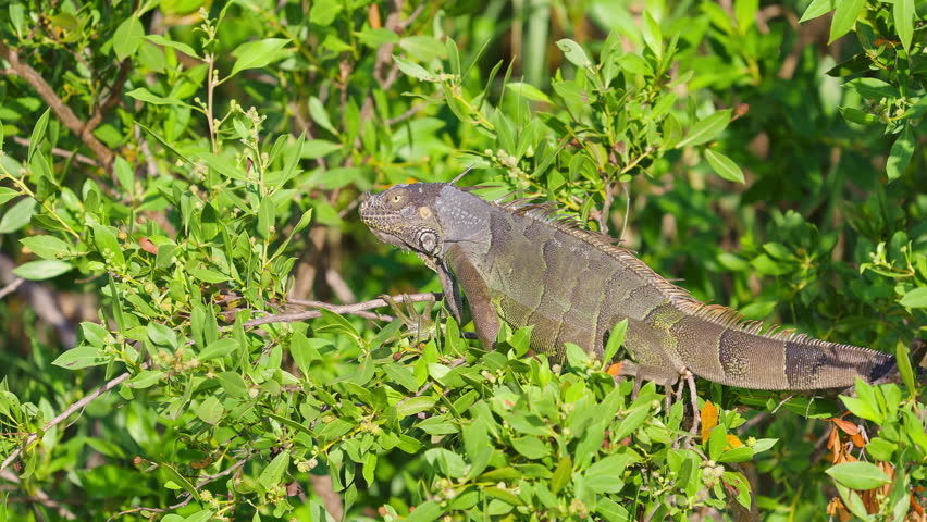 Iguana Lizard in Tree with Mosquitoes Flying Around Head