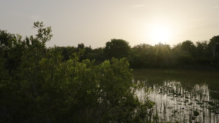 Everglades Slough Pond Landscape Sun