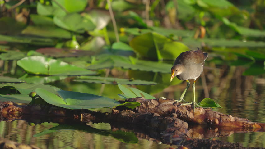 Gallinule Bird Scratching Head with Feet in Pond