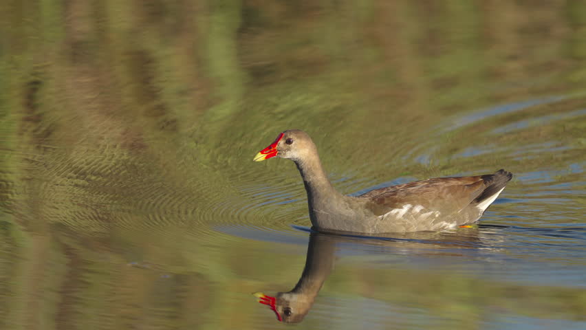Gallinule Bird Swimming Across Water 2
