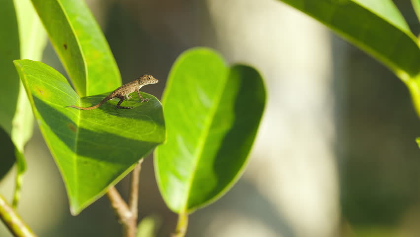 Brown Anole Lizard on Leaf