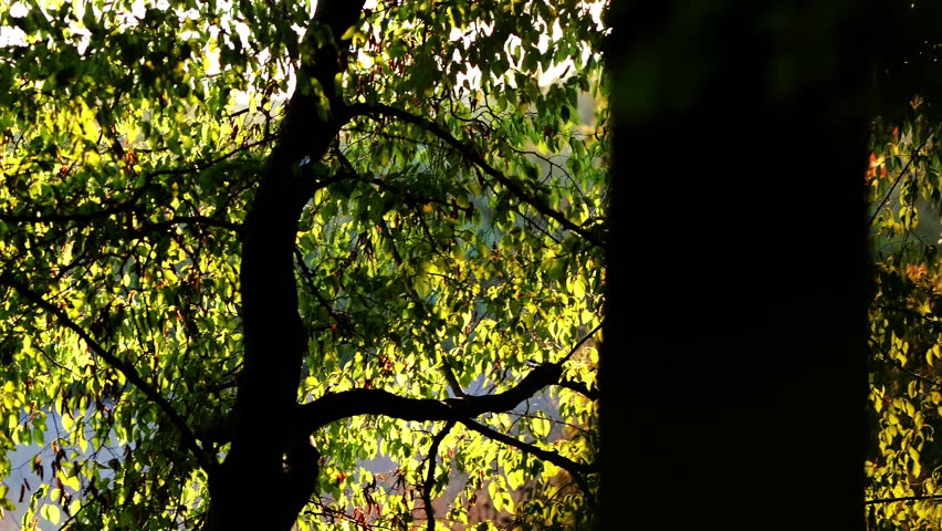 Autumn Forest with Colorful Leaves and Sunlight