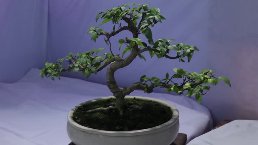 Bonsai Society of Bangladesh arranged fair of variety of beautiful bonsai trees.
