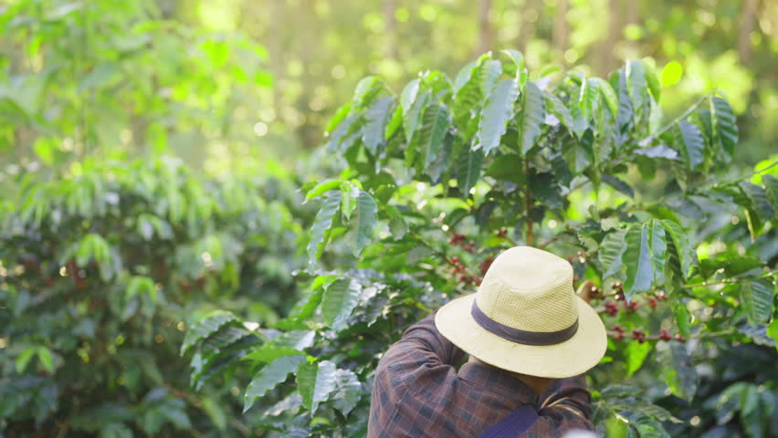 Coffee plantation cultivation, Coffee bean business industry. Asian farmer, farm worker working, harvesting and picking ripe organic Arabica coffee cherries beans at agriculture field on the mountain.
