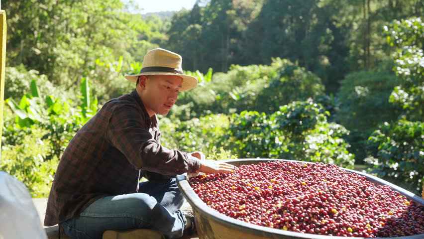 Coffee plantation cultivation, Coffee bean business industry. Asian farmer, farm worker working, cleaning and washing ripe organic Arabica coffee cherries beans at agriculture field on the mountain.