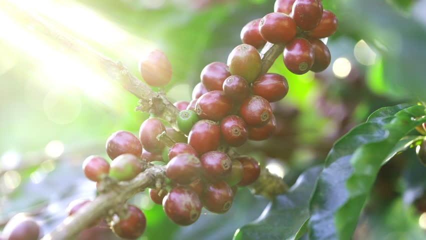Coffee plantation cultivation, Coffee bean business industry. Close up of Red ripe Arabica or Robusta coffee cherries beans on coffee tree at agriculture farm field on the mountain.
