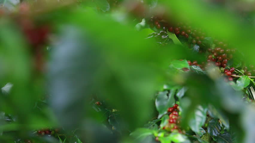 Coffee plantation cultivation, Coffee bean business industry. Close up of Red ripe Arabica or Robusta coffee cherries beans on coffee tree at agriculture farm field on the mountain.