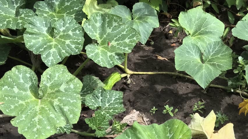 green leaves with holes. leaves eaten by caterpillars. diseased leaves. plant affected by disease diseases and pests on plants