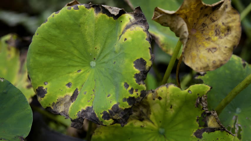 Withered Lotus Leaf Eaten By Fungal Infection, Withered lotus leaf wilts under fungal erosion, its fragile form crumbling, great for poignant film moment or a nature inspired cinematic promotion.