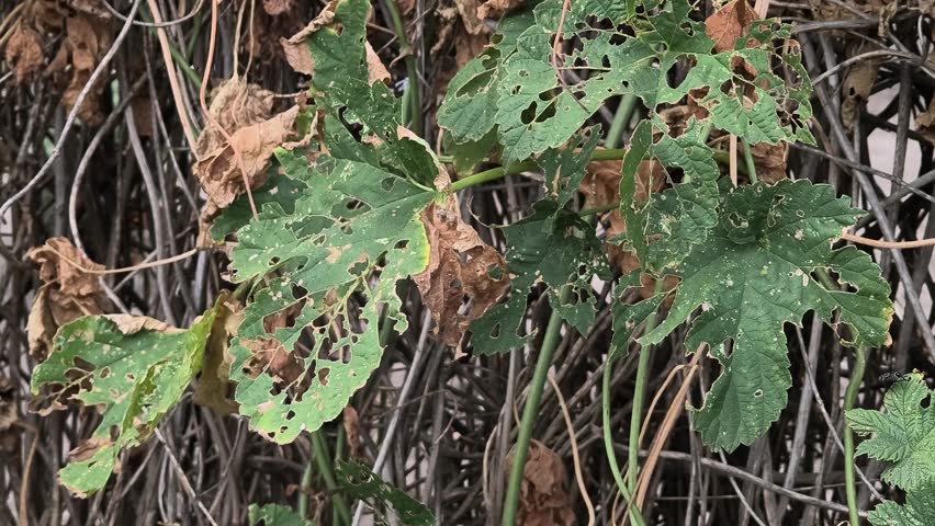 green leaves with holes. leaves eaten by caterpillars. diseased leaves. plant affected by disease diseases and pests on plants