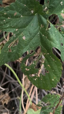 green leaves with holes. leaves eaten by caterpillars. diseased leaves. plant affected by disease diseases and pests on plants