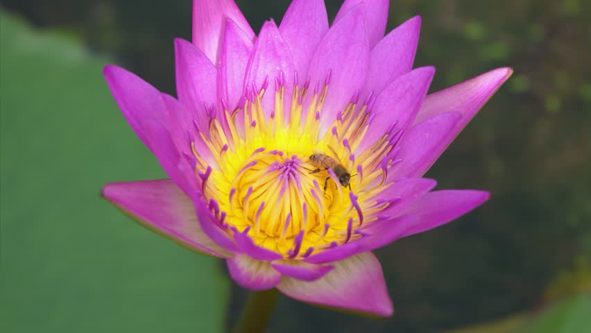 Water lily flowers and bees seeking nectar