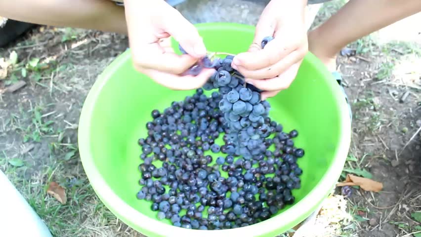 A short video shows a close-up of a child's hands stripping dark grapes from a cluster. He actions takes place outdoors against a background of grass and soil