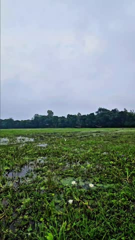 Bangladesh Village,  September- 6,2025: Water Lily and Heron Village River 