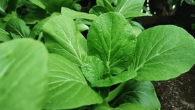A macro shot captures the vibrant green leaves of a fresh bok choy plant, glistening with dewdrops. The close-up view highlights the intricate veins and natural texture of the vegetable - Powered by Shutterstock - Get 15% off with code: PIKWIZARD15