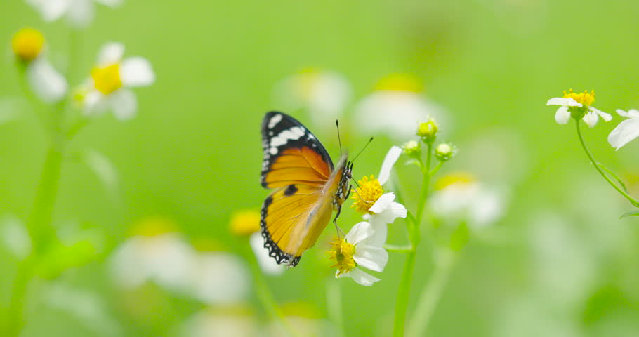 Nature video close-up butterfly on flower slow motion scene. hight quality video DCI4K ProRes422