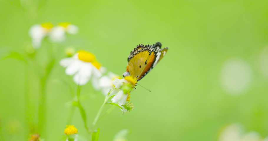Animal video butterfly on flower slow motion scene. hight quality video DCI4K ProRes422