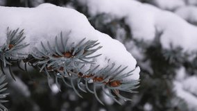 Fluffy snow lies on a spruce branch in the park after a snowfall. Winter forest landscape, Christmas and snowy weather. - Powered by Shutterstock - Get 15% off with code: PIKWIZARD15