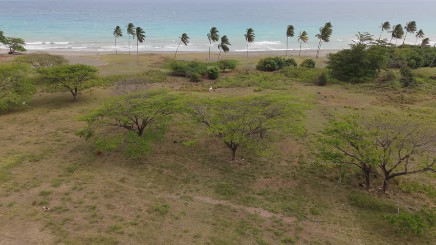 Aerial View OF Trees On The Beach In Jamaica