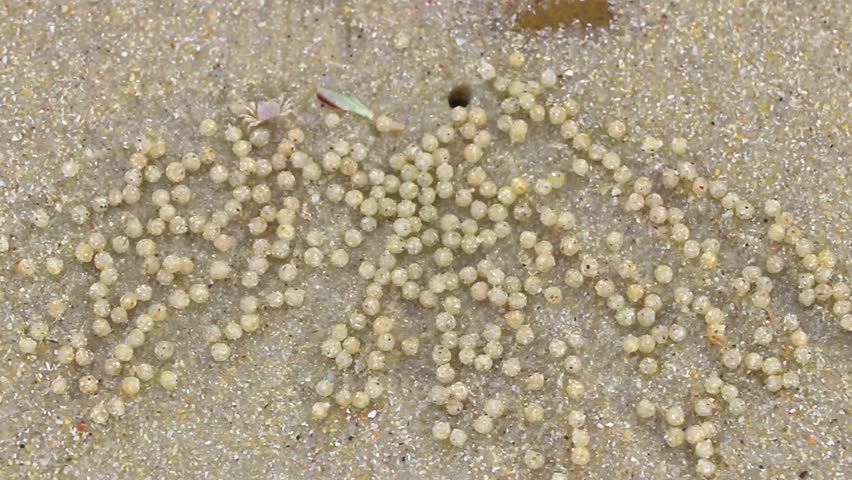 Hole made by a crab with balls on tropical beach sand on Koh Ko Na Khae Naka Island in Krasom Amphoe Takua Thung District Phang Nga Province Southern Thailand in Southeast Asia.