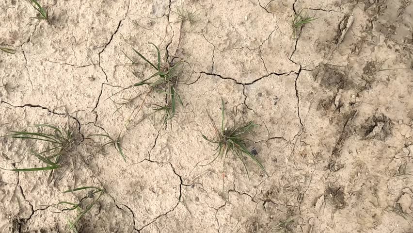A person hand pours water on dried earth and plants. Water is absorbed into dry land. When the earth is moistened after drought, demonstrating irrigation actions and direct relief of drought.