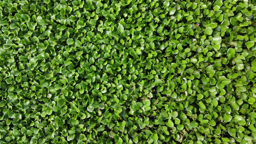 Lake Covered with Water Hyacinths and Aquatic Plants from Above