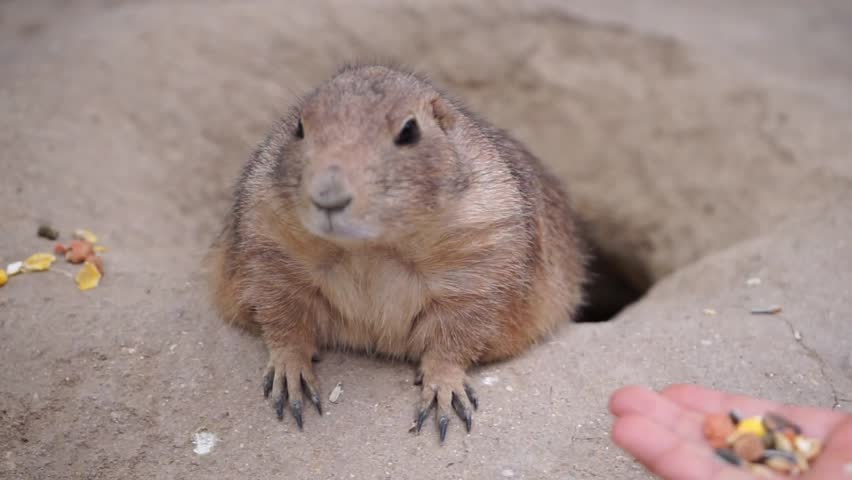 Video of a prairie dog standing up, emerging from its burrow in a North American prairie.