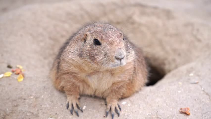 Close-up video of a black-tailed prairie dog (Cynomys ludovicianus) cautiously emerging from its burrow in a natural meadow.