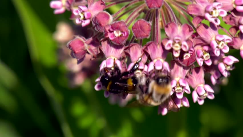 bees walking on Asclepias incarnata 'Cinderella'