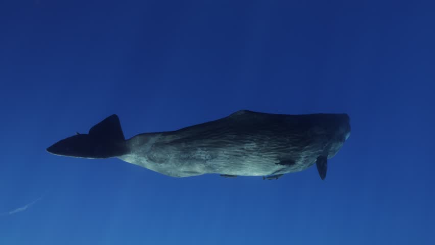 Sperm whale swimming underwater, massive marine mammal in natural habitat, freediver filming giant whale, stunning ocean wildlife scene, powerful moment of nature, beauty and freedom of ocean life cap