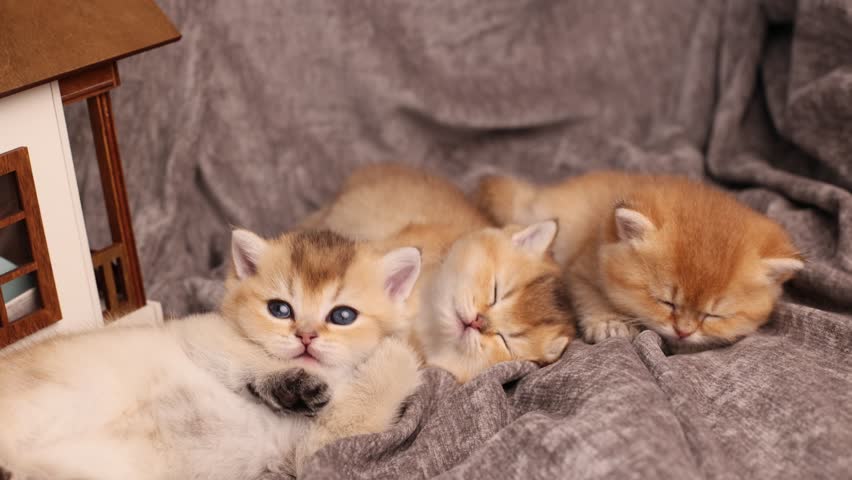 a group of cute British Chinchilla kittens sleeping on a blanket