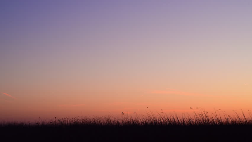 Starling murmuration when thousands of birds engage in synchronized, choreographed aerial displays, forming vast, dynamic cloud-like shapes in the sunset sky.
