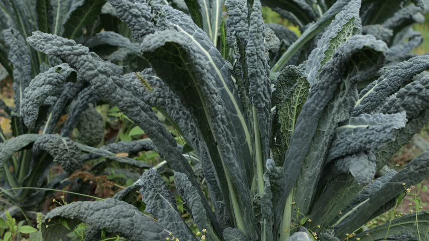 kale plant leaves vegatables garden nature oudoor