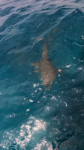 Nurse sharks swim gracefully over a coral reef, searching for fish and other food in the deep blue ocean waters. Their movement is slow and purposeful. Vertical video