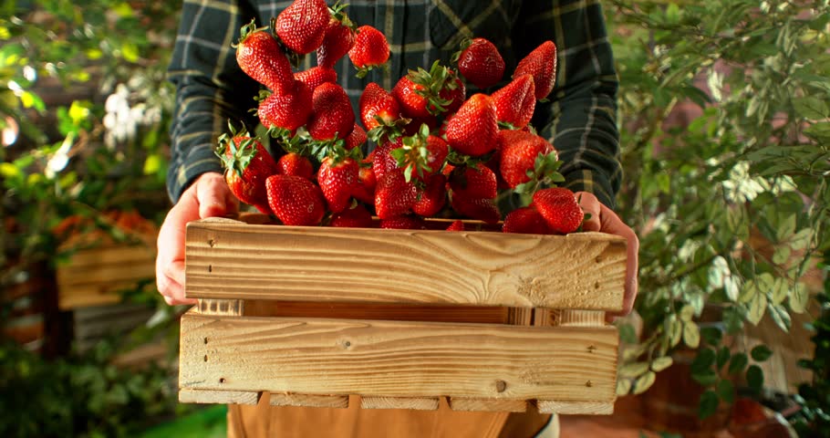 Super Slow Motion of Falling Strawberries into Wooden Box. Farmer Holding Box, Orchard on Background. Fresh Fruit Harvest, Countryside and Farmers Concept. Filmed on High Speed Cinema Camera, 1000 fps
