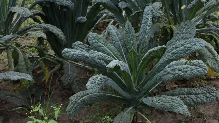 close up of kale plant leaves vegatbles garden oudoor