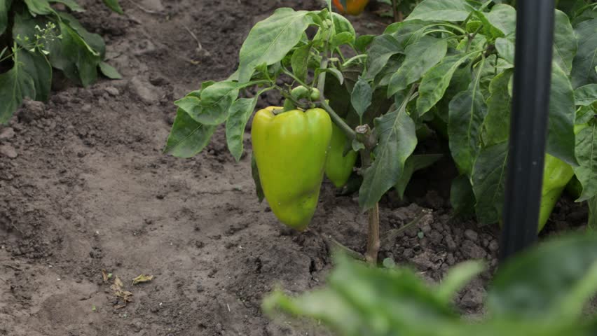 green pepper plant vegetables garden nature oudoor