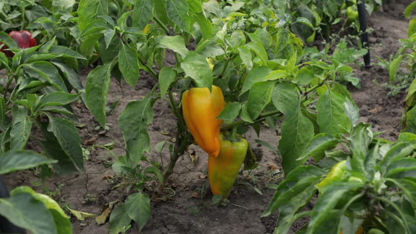 yellow bell pepper plant vegetables garden nature oudoor