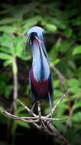 Striking Agami Heron with Detailed Plumage and Long Neck Perched on a Dead Branch in a Tropical Forest Setting