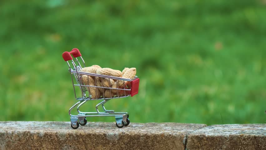 Squirrel eating peanut near shopping cart full of nuts, customer, marketing. Squirrels and wildlife protection composition expressing environmental safety and conservation concept. Rodent chewing nut