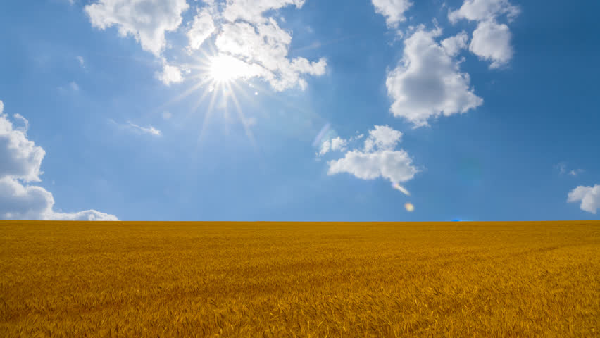 golden wheat field at hot summer sunny day, seasonal agricultural industry time lapse scene