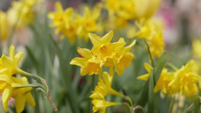 A beautiful cluster of yellow daffodil flowers blooming together in a sunlit flowerbed at the Floriade festival in Canberra, Australia.