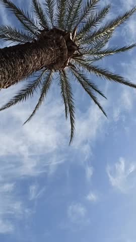 A palm tree towering in the sky sways in the light breeze.