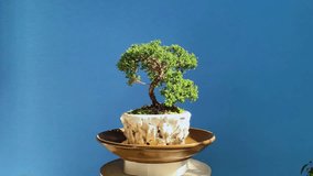 High-quality footage of a bonsai juniper tree isolated on a green screen background. Perfect for chroma key compositing, nature-themed projects, gardening videos, educational content, or digital desig - Powered by Shutterstock - Get 15% off with code: PIKWIZARD15
