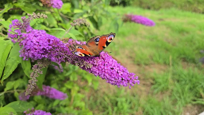 Peacock butterfly (Aglais io) feeding on purple butterfly bush in slow motion.